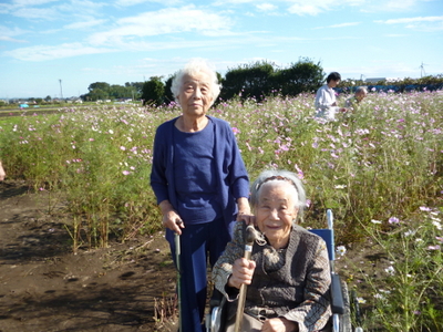 ゆめさき１1月 　コスモス散策　2.JPG