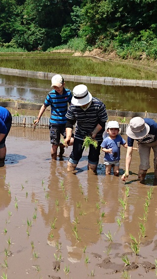 6月田植え③.JPG