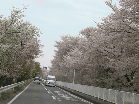 菜摘荘　お花見ドライブ2