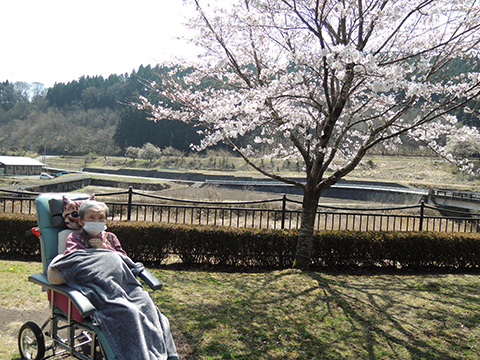 涼風の家 満開の桜独り占め3