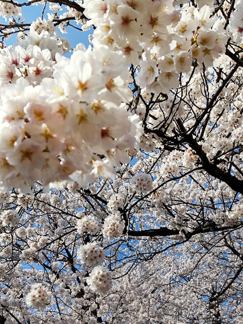 デイサービスわきあいあい　桜満開の春