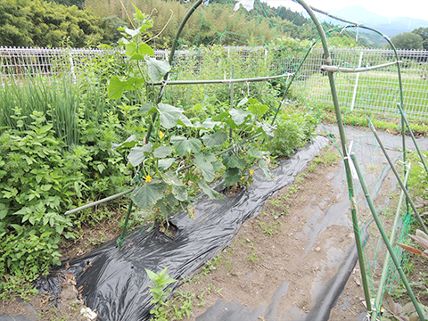 涼風の家 今年もすくすく育ってます2