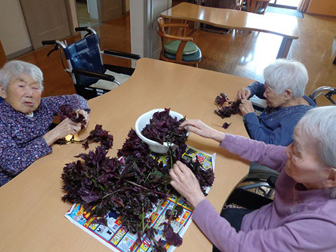 あかしあの里Ⅰ しそジュース作り