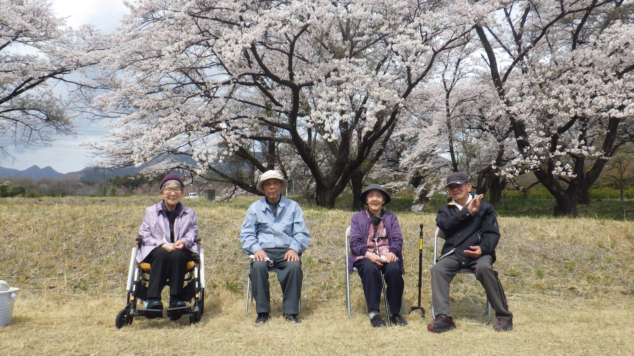 デイサービス明月　満開の桜に笑顔！
